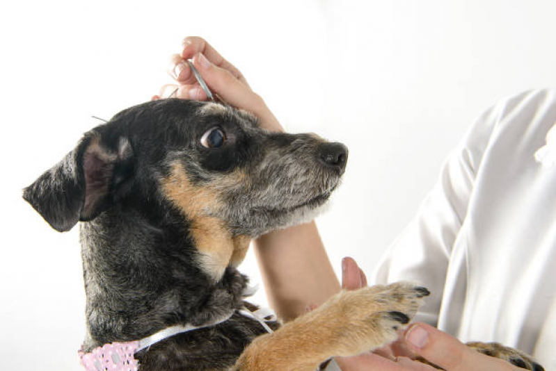 Acupuntura a Domicilio para Cães Chaparral - Acupuntura para Cachorro Tatuapé