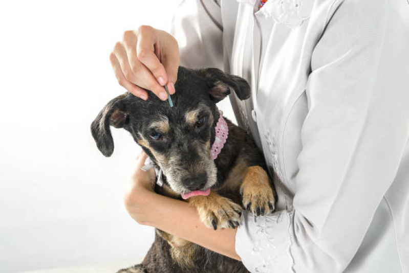 Acupuntura de Cachorro Agendar Rodeio - Acupuntura a Domicilio para Cães