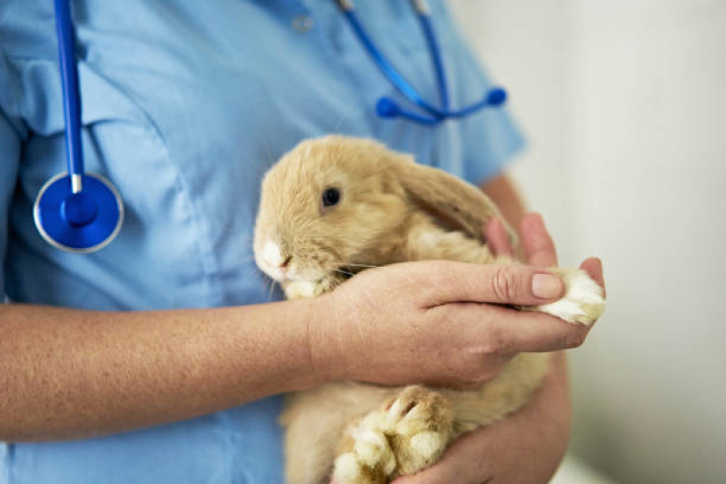 Agendamento de Exame Cardiograma para Animais Vila Melliani - Exame de Sangue Veterinário