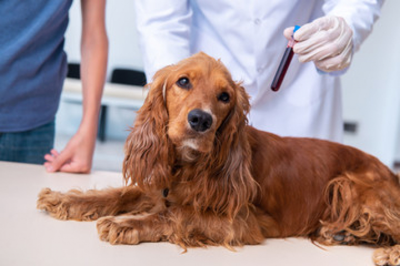 Agendamento de Exame de Ecocardiograma para Cães e Gatos Vila Diva - Exame de Sangue para Pet