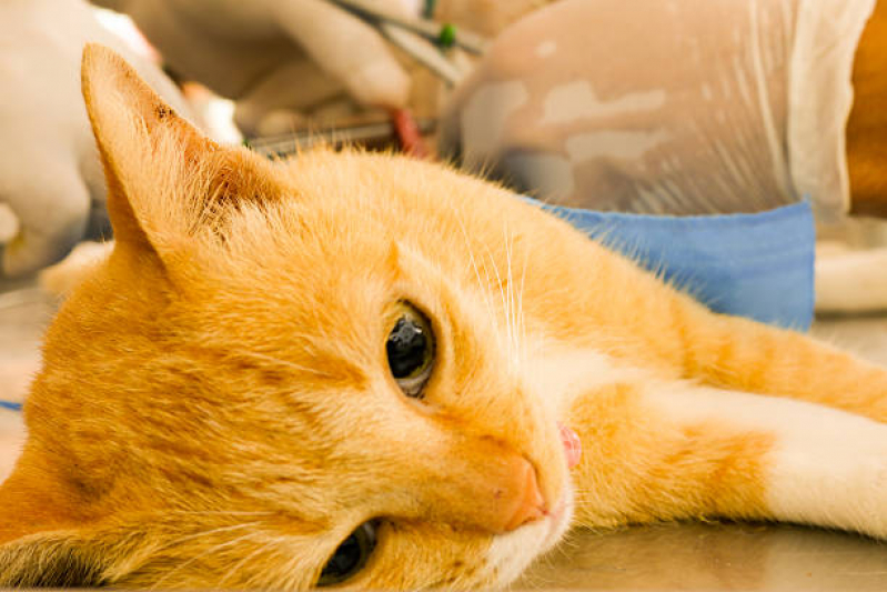 Agendamento de Exame de Ultrassonografia para Cães Vila Gomes Cardim - Exame de Sangue para Gatos