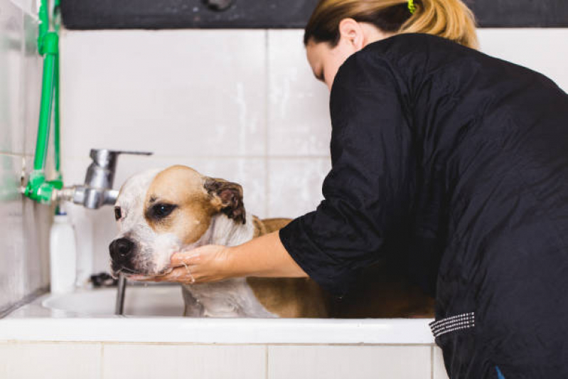 Agendamento de Fisioterapia para Cachorro de Médio Porte São Lucas - Fisioterapia para Cães