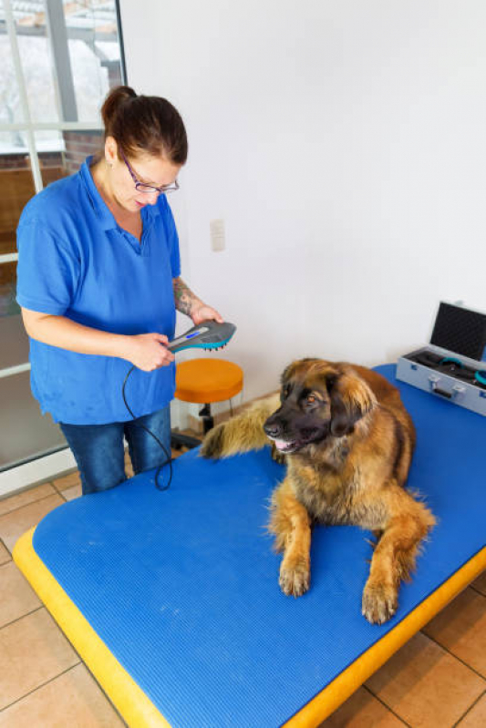 Agendamento de Fisioterapia para Cães e Gatos Parque Arthur Alvim - Fisioterapia para Cachorro
