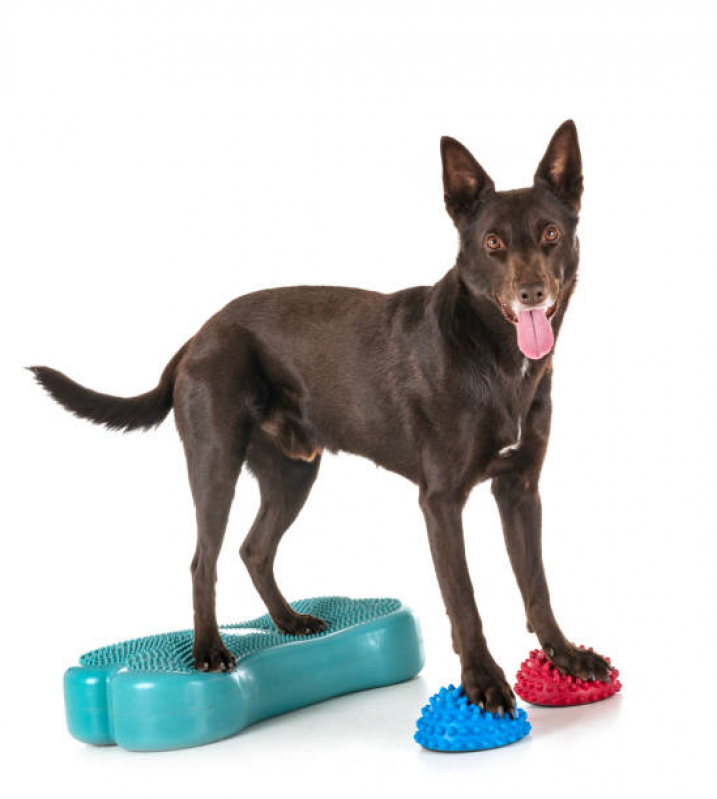 Agendamento de Fisioterapia para Cães Belenzinho - Fisioterapia Pet
