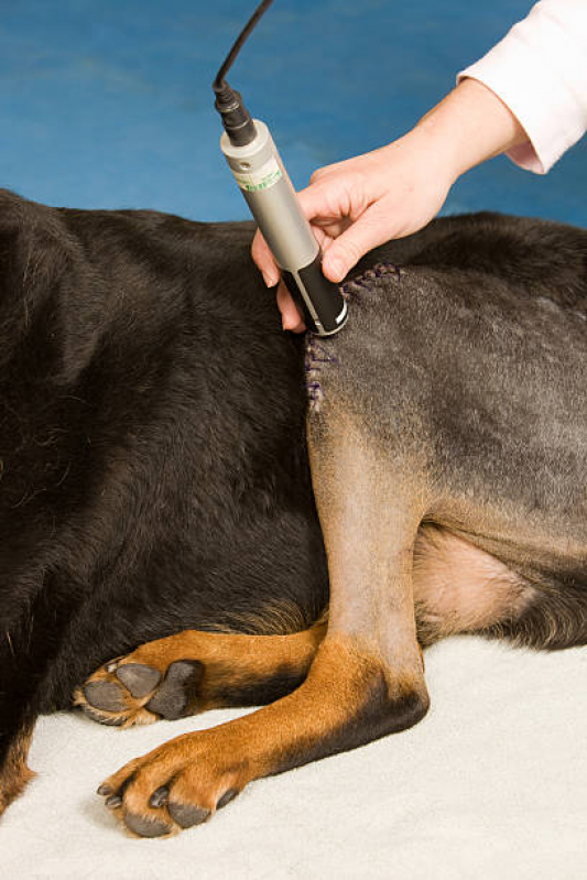Agendamento de Fisioterapia para Gato Viela Sabesp - Fisioterapia para Cães