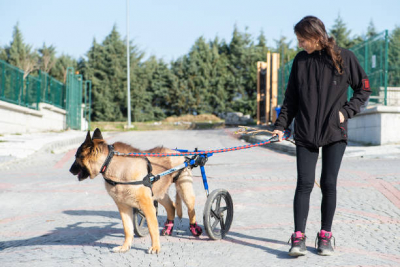 Agendamento de Fisioterapia Pet Parque Arthur Alvim - Fisioterapia para Cachorro de Médio Porte