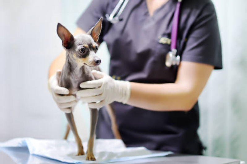 Cardiologista para Cachorro Zona Leste de São Paulo - Eletrocardiograma para Gatos