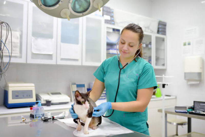 Consulta de Especialidade de Nutrição para Animais Marcar Chácara Califórnia - Consulta de Especialidade de Ortopedia para Gato