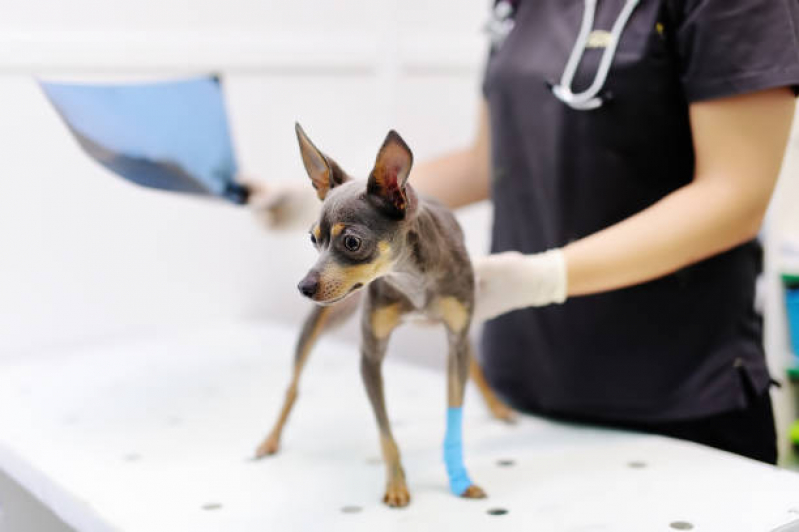 Consulta de Especialidade de Nutrição para Animais Penha de França - Consulta de Especialidade de Ortopedia para Cachorro