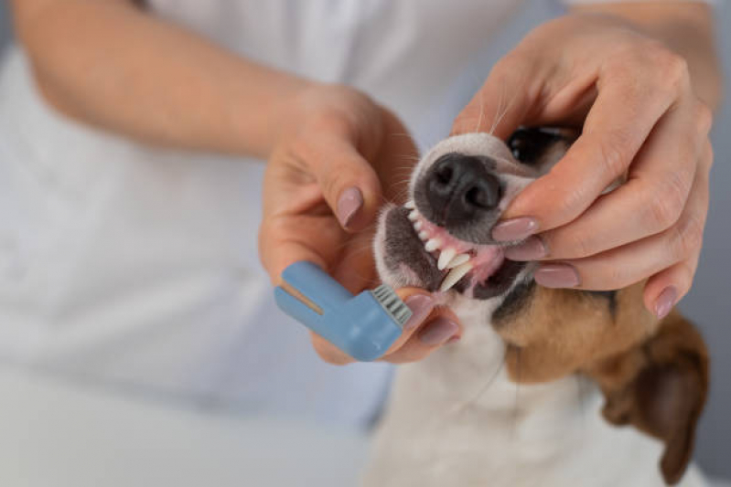 Consulta de Especialidade de Nutricionista para Cachorro Viela Sabesp - Consulta de Especialidade de Oftalmologia para Animais