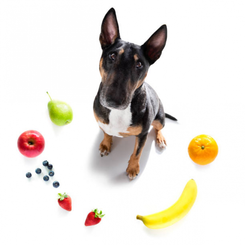 Consulta de Especialidade de Nutricionista para Cães Agendar Vila Diva - Consulta de Especialidade de Endocrinologia para Cachorro