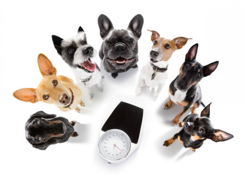 Consulta de Especialidade de Nutricionista para Cães Vila Ema - Consulta de Especialidade de Oftalmologia para Animais