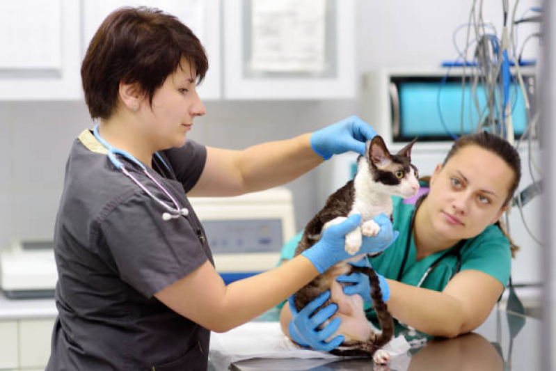 Consulta de Especialidade de Oftalmologia para Animais Cangaiba - Consulta de Especialidade de Ortopedia para Gato