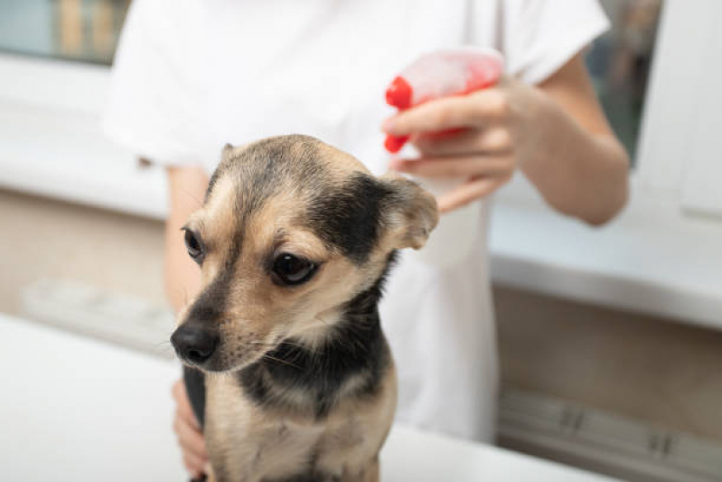 Consulta de Especialidade de Oftalmologia para Cachorro Agendar Cuidade Patriarca - Consulta de Especialidade para Animais