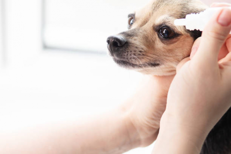 Consulta de Especialidade de Oftalmologia para Cachorro Vila Mafra - Consulta de Especialidade para Animais