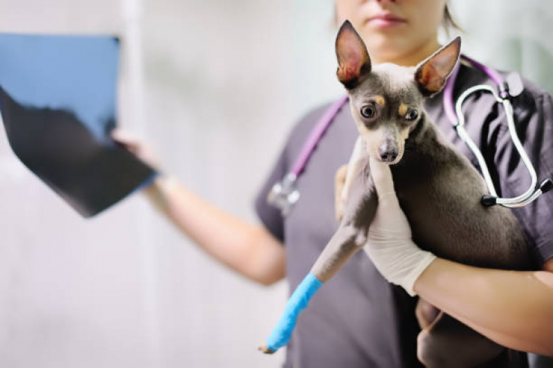 Consulta de Especialidade de Ortopedia para Cachorro Vila Arruda - Consulta de Especialidade de Ortopedia para Gato