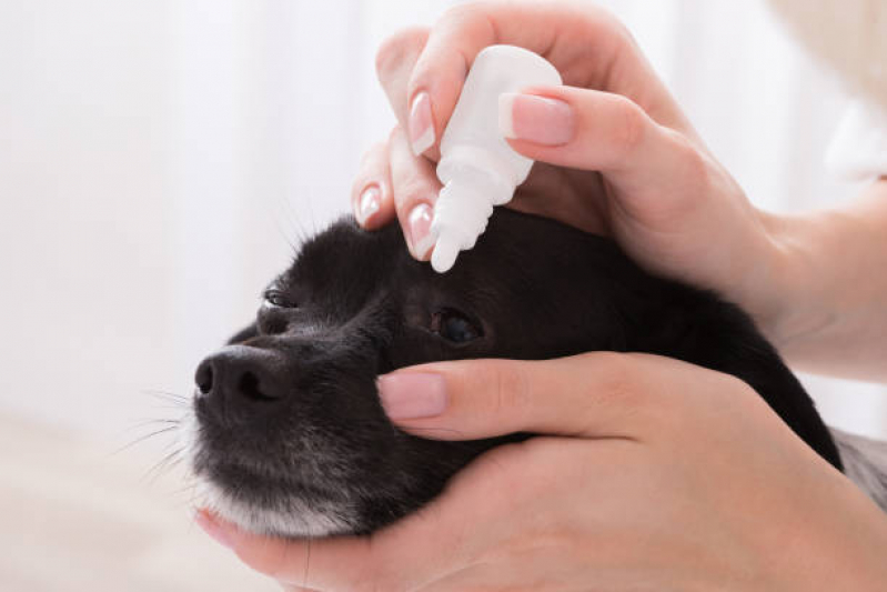 Consulta de Especialidade para Cães e Gatos Fazendinha - Consulta de Especialidade de Oftalmologia para Gato