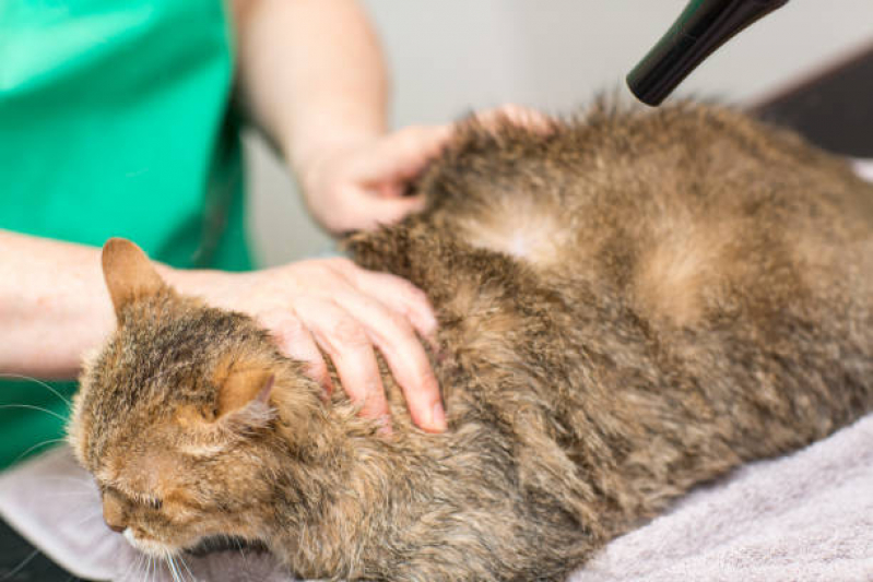 Dermatologia em Cães Chácara Califórnia - Dermatologia Animal