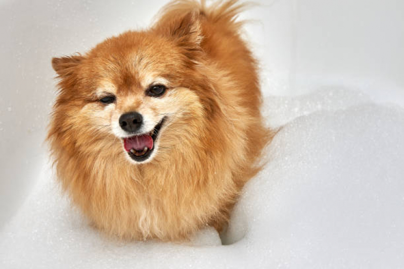 Dermatologia para Cachorro de Pequeno Porte Contato Jardim Assunção - Dermatologia em Cães