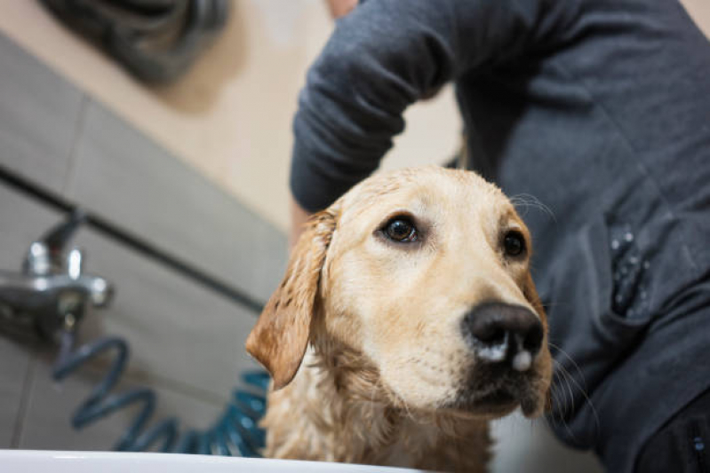 Dermatologia para Cachorro de Pequeno Porte Chácara Califórnia - Dermatologista para Cachorro