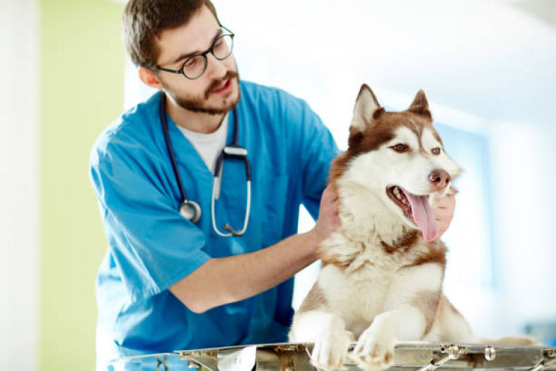 Eco para Cães Agendar Vila Mafra - Cardiologista para Cachorro