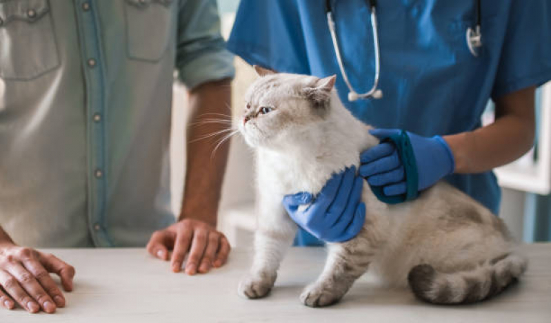 Eco para Gatos Agendar Cuidade Patriarca - Eletrocardiograma para Gatos