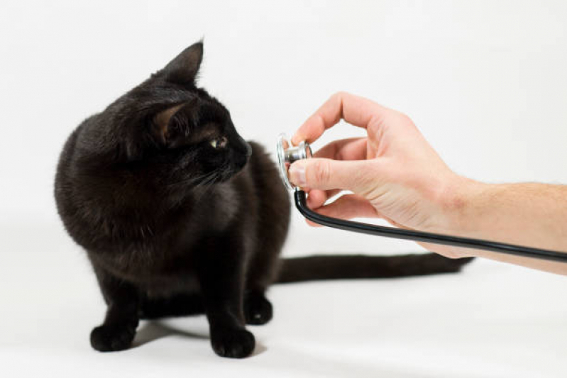 Eletrocardiograma para Cães e Gatos Marcar Vila Tolstói - Eletrocardiograma para Gatos