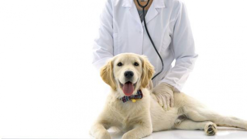 Exame Cardiograma para Animais Marcar Sinhá - Exame de Sangue para Pet