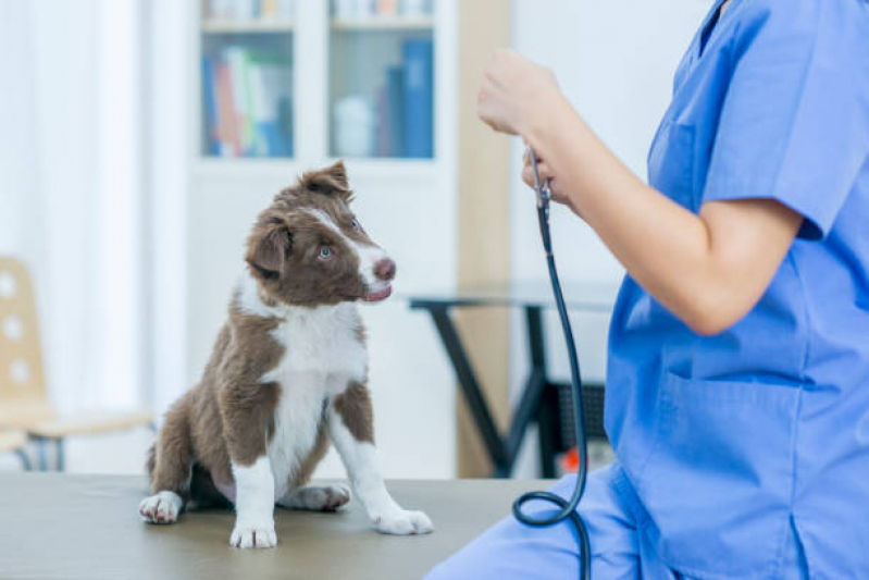 Exame de Ecocardiograma para Cães e Gatos Marcar Vila Antonina - Exame de Sangue para Cachorro
