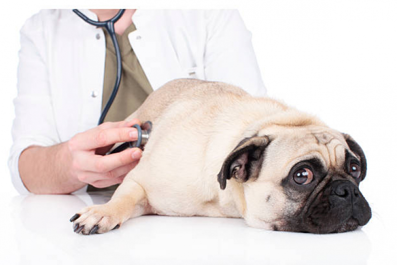 Exame de Ecocardiograma para Cães e Gatos Vila Mafra - Exame de Sangue para Cachorro