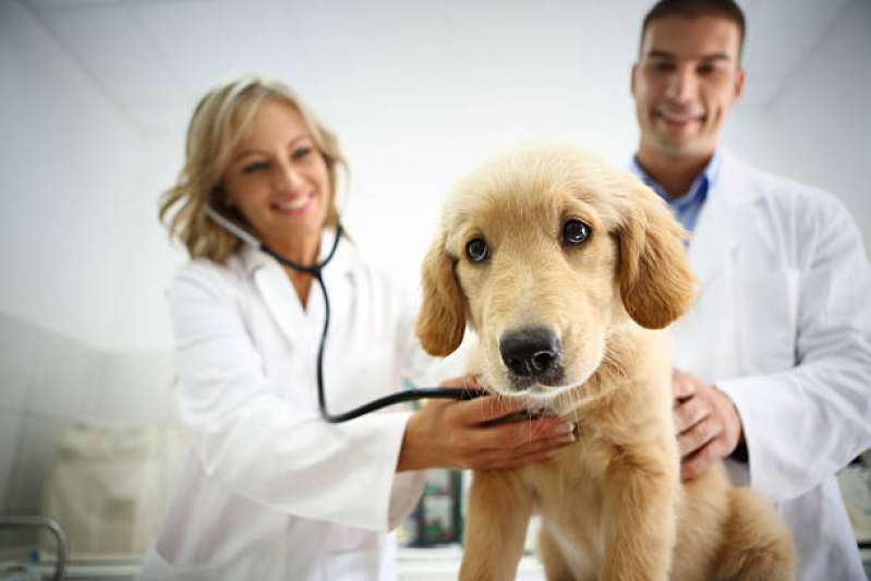 Exame de Sangue para Cachorro Marcar Guaiauna - Exame de Sangue para Pet