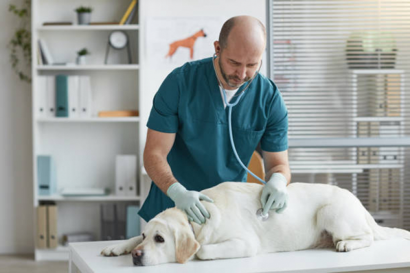 Exame de Sangue para Cachorro Vila Moreira - Exame de Eletrocardiograma para Animais