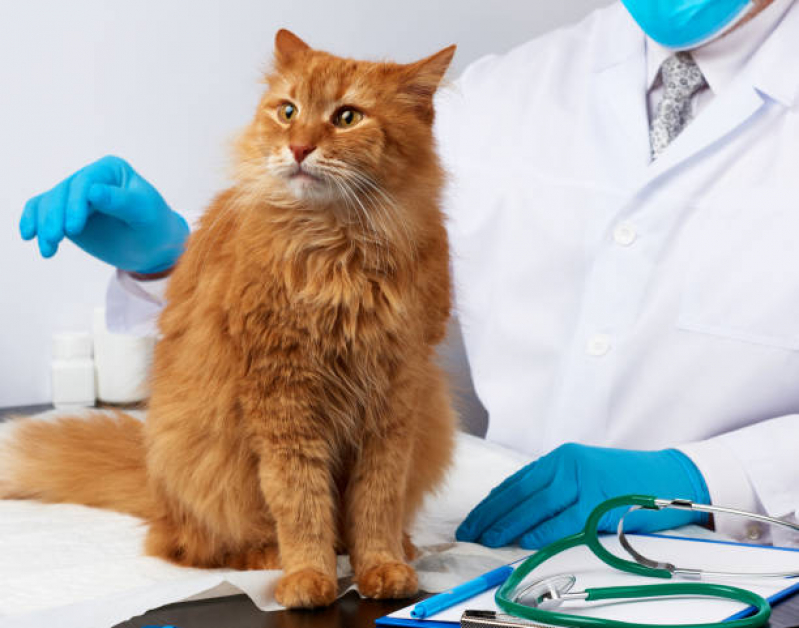 Exame de Sangue para Gatos Marcar Tiquatira - Exame de Ecocardiograma para Cães e Gatos