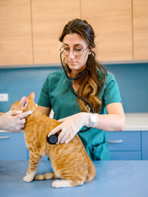 Exame de Sangue para Gatos Vila Elze - Exame de Ecocardiograma para Cães e Gatos