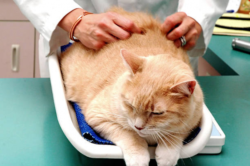 Exame de Sangue Veterinário Marcar Vila Mafra - Exame de Sangue para Gatos