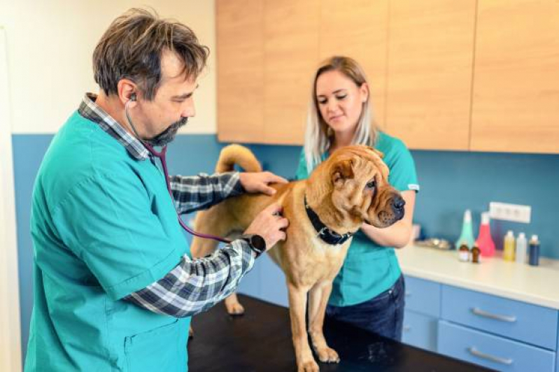 Exame de Ultrassonografia para Cães Chácara Belenzinho - Exame para Animais