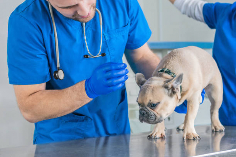 Exame do Coração para Cães Agendar Vila Beatriz - Cardiologista para Cachorro