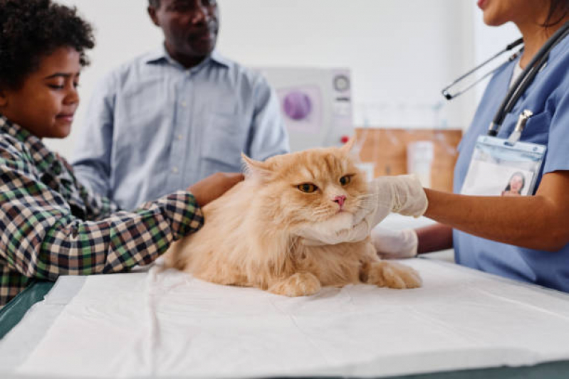 Exame Laboratoriais para Animais Juraci Artacho - Exame de Sangue para Gatos