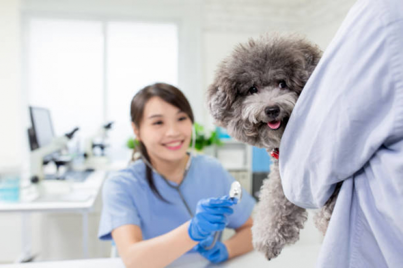 Exame para Cachorro Pari - Exame de Sangue para Pet