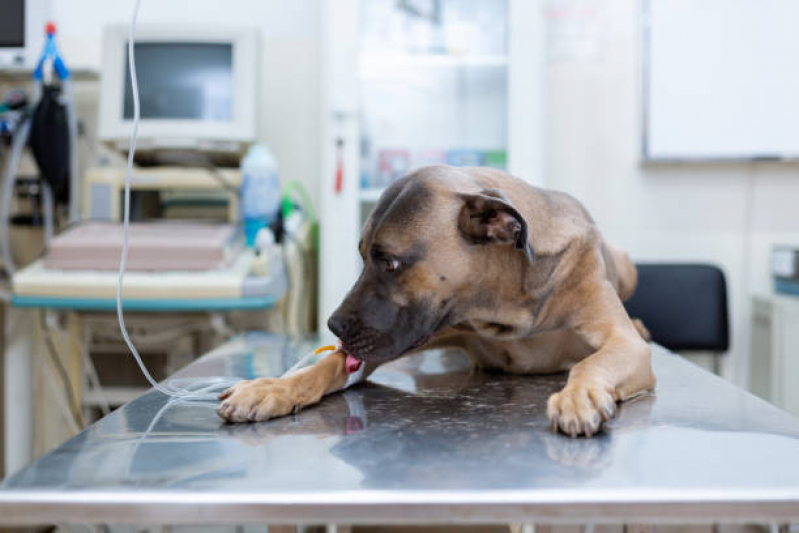 Fisioterapia a Domicilio para Cachorro Agendar Parque Tomas Saraiva - Fisioterapia em Animais