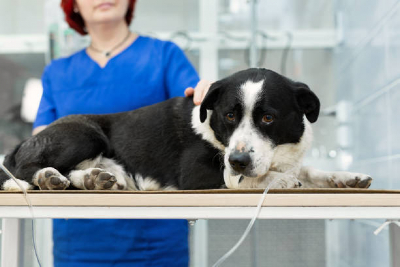 Fisioterapia a Domicilio para Cachorro Viela Sabesp - Fisioterapia Pet