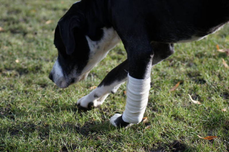 Fisioterapia em Animais de Grande Porte Maria Quedas - Fisioterapia para Cães