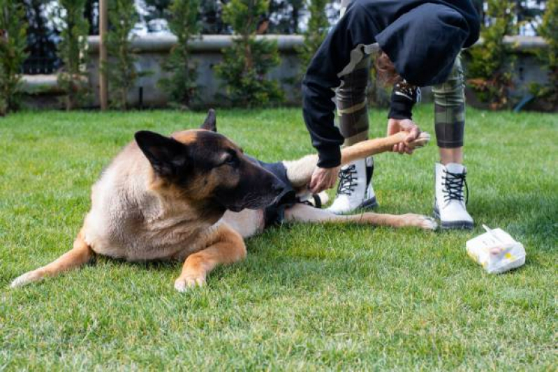 Fisioterapia para Cachorro Agendar Jardim Assunção - Fisioterapia para Cães e Gatos