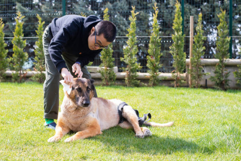 Fisioterapia para Cachorro de Médio Porte Agendar Cuidade Patriarca - Fisioterapia para Gatos