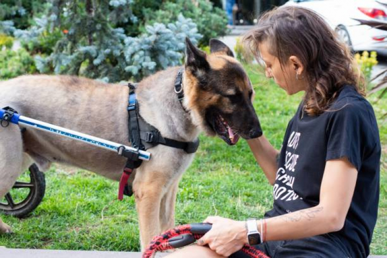 Fisioterapia para Cães e Gatos Agendar Vila Prudente - Fisioterapia em Animais