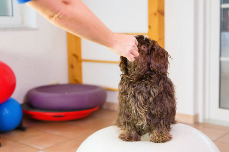 Fisioterapia para Cães e Gatos Vila Mafra - Fisioterapia Pet