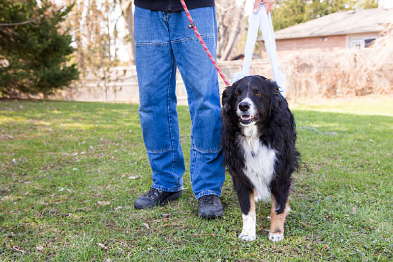 Fisioterapia Pet Vila Rica - Fisioterapia para Cães