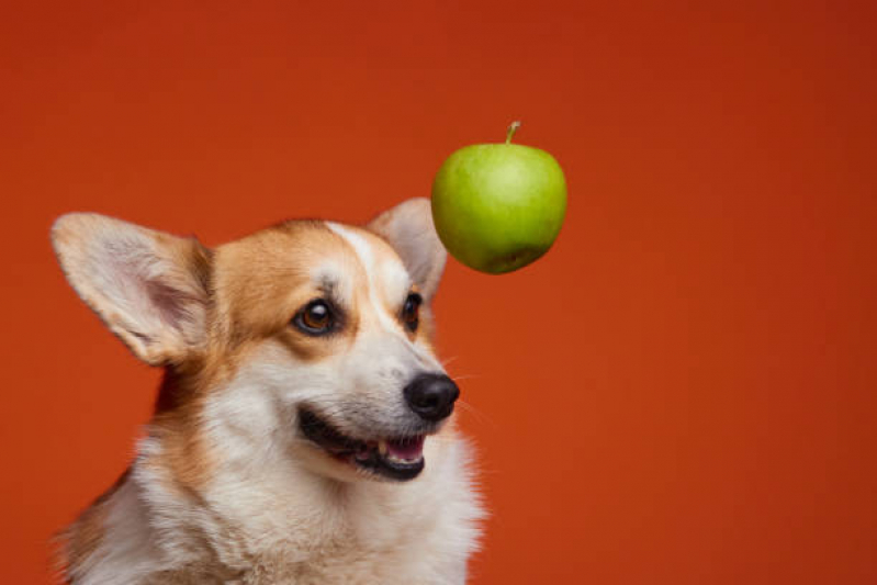 Nutricionista Cachorro Marcar Viela Sabesp - Nutricionista Profissional para Cães