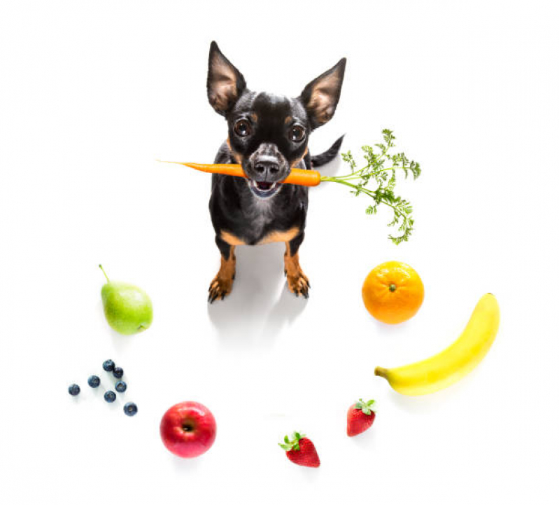 Nutricionista para Cães Marcar Vila Zamataro - Nutricionista para Cachorro