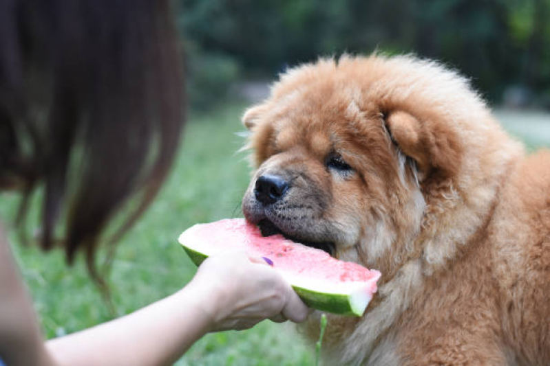 Nutricionista Profissional para Cães Vila Esperança - Nutricionista para Cachorro Tatuapé